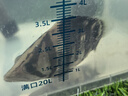 樂淘逸寵蘇門答臘虎魚印尼虎魚蘇虎四紋包肚包脖高檔龍魚配魚 13-15四紋虎魚1條發(fā)順豐 曬單實(shí)拍圖