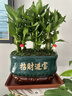 節節高富貴竹植物客廳轉運綠植盆栽辦公室內桌面好養盆景四季常青 九棵富貴竹+橫好運來(lái)陶瓷盆 帶盆栽好 曬單實(shí)拍圖