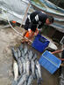 官井漁夫 魚(yú)餌料窩料釣魚(yú)小藥添加劑漁具垂釣用品巨物釣餌大物青魚(yú)餌料 青魚(yú)專(zhuān)攻 曬單實(shí)拍圖