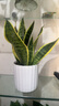 虎尾蘭金邊虎皮蘭室內客廳凈化空氣吸甲醛花卉盆栽花卉綠植植物 金邊虎皮蘭25-30cm3株+小白豎紋瓷盆 曬單實(shí)拍圖