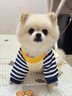 智宙小狗狗衣服小型犬寵物狗狗衣服比熊衣服秋季新款四腳狗衣服護肚子 藏青色條紋【L(建議體重8-11斤】 曬單實(shí)拍圖