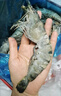 美加佳大號黑虎蝦 去冰凈重2斤 20-30只 燒烤大蝦 生鮮蝦類(lèi) 曬單實(shí)拍圖