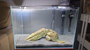 YEE魚(yú)缸過(guò)濾器凈水循環(huán)三合一水泵上置滴流盒低水位過(guò)濾盒過(guò)濾箱 【40cm缸適用/加贈(zèng)白棉】三層 8W 500L 曬單實(shí)拍圖