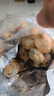 鮮享純【精選】新鮮青島大扇貝肉鮮活非即食超大夏夷貝帶黃無(wú)沙鮮活冷凍 新鮮現(xiàn)剝扇貝肉3斤(凈重) 曬單實(shí)拍圖