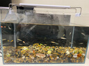 百因美（BIOZYM）魚(yú)缸過(guò)濾器循環(huán)水泵小型壁掛水族箱外置過(guò)濾水草缸外掛設備除油膜 2.2W【適合20-30CM魚(yú)缸】 曬單實(shí)拍圖