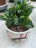 小盆梔子花盆栽四季開花部分帶花苞室內(nèi)綠蘿水培花卉綠植物 低配款：15-20cm【2株】當(dāng)年少量開花 濃香型梔子花【帶花苞】10天開花 曬單實(shí)拍圖