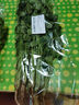 帶根香菜100g 曬單實拍圖