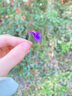 佳農(nóng) 菲律賓進(jìn)口菠蘿 2個裝 鳳梨 單果凈重2斤 新鮮水果 源頭直發(fā)   曬單實拍圖