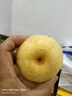 京鮮生 長城老樹皇冠梨 凈重5斤 單果250g+ 新鮮當季 生鮮水果 曬單實拍圖