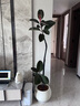 臨雅特級橡皮樹(shù)黑金剛大盆栽造型客廳室內大型綠植好養活落地四季植物 【旗艦款】單飄枝橡皮樹(shù)1.4-1.6m+米白圓球盆 曬單實(shí)拍圖