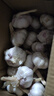 康田匯陜西2025干新鮮感大蒜現(xiàn)挖新蒜紫皮大蒜批發(fā)鮮蒜紅皮蒜干蒜 2-2.5斤單果40-50mm凈1.6斤 曬單實(shí)拍圖