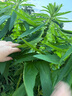 艾美特（AIRMATE）無葉柔風塔扇加長大風口自然風電風扇家用臺式空氣循環(huán)小風扇搖頭無葉扇輕音落地扇定時電扇 X17 曬單實拍圖