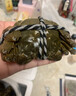 【活蟹】陽澄昭昭大閘蟹 鮮活螃蟹大閘蟹公母組合裝 水產生鮮禮盒 公4.0-4.3母3.0-3.3兩公5只母5只 蘇州精品大閘蟹 曬單實拍圖