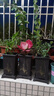 繽賢吉利紅盆栽綠植花卉室內(nèi)客廳辦公吸水盆四季好養(yǎng)美觀紅色植物觀賞 吉利紅【原裝盆】 #22 曬單實(shí)拍圖