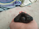 外塘北美小鱷龜爆刺鱷魚(yú)龜幼苗寵物龜雜佛寵物龜兇猛小烏龜活體 4-5厘米好養小鱷龜 1只單身龜 曬單實(shí)拍圖