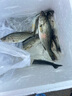 水滴型柳葉鉛墜筏竿海竿遠投拋帶環(huán)足克鉛墜釣魚(yú)鯽魚(yú)漁具配件包郵 【30枚裝】 水滴鉛墜丨30g 曬單實(shí)拍圖