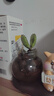 MPPMCK熊掌多肉植物熊童子【錦】網(wǎng)紅新款迷你小多肉陽(yáng)臺桌面小盆栽室內 四色組合-5葉 后期變色 不含盆 曬單實(shí)拍圖