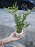 八芽小葉梔子花盆栽開花植物室內(nèi)桌面茶幾好養(yǎng)花卉綠植辦公室凈化空氣 小葉梔子花-陶瓷豎紋盆 帶盆栽好 曬單實(shí)拍圖