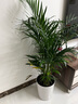 植男植女客廳綠色植物散尾葵大型綠植鳳尾竹室內(nèi)盆栽輕奢夏威夷竹源頭直發(fā) 曬單實拍圖