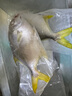 翔泰海南深海金鯧魚700g 2條 燒烤 火鍋 生鮮魚類 BAP認證 海鮮水產(chǎn) 曬單實拍圖