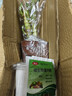 綠有意步步高觀音竹富貴荷花竹水養(yǎng)土培盆栽室內(nèi)桌擺植物吸甲醛水培植物 荷花竹5支【早安盆】 含盆 曬單實拍圖