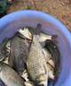 釣魚(yú)神器黑科技超聲波誘魚(yú)器探魚(yú)器電子捕戶(hù)魚(yú)器強效聚魚(yú)抓魚(yú)神器 一個(gè)【誘光整條河】 曬單實(shí)拍圖