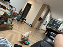 華元寵具（hoopet）狗狗玩具吸盤拉力球小中大型犬耐咬磨牙解悶神器漏食玩具寵物用品 曬單實(shí)拍圖