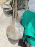 可之源側柏樹(shù)苗 扁側柏樹(shù) 松柏樹(shù)苗 庭院綠化側柏葉 柏樹(shù)綠化苗木 30厘米高度10顆苗 其他 曬單實(shí)拍圖