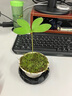 【四葉草鐵樹(shù)盆栽】年宵花?墨西哥鐵桌面微盆景掌上盆栽客廳幸運(yùn) 喚醒屋四葉草（8-12cm高）+底座 曬單實(shí)拍圖