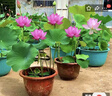 荷花藕種根觀(guān)賞荷花苗食用蓮藕根莖水生蓮藕種苗蓮花種子水培花卉 荷花藕種顏色混搭10個(gè) 曬單實(shí)拍圖