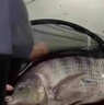 鮮丹蚯蚓紅蟲顆粒餌料鄧剛推薦釣魚專用全能野釣通殺鯉魚鯽魚腥香 買二贈(zèng)一【紅腥香】 曬單實(shí)拍圖