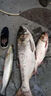 天元浮釣鰱鳙大頭魚(yú)餌料花鰱白鰱魚(yú)手竿水庫野釣魚(yú)餌專(zhuān)用餌料 （1大包） 曬單實(shí)拍圖