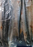 賣(mài)魚(yú)七郎大號秋刀魚(yú)2斤 新鮮海捕鮮活冷凍日料生鮮燒烤食材海鮮魚(yú)類(lèi) 曬單實(shí)拍圖