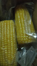 當季新貨頭茬東北黃甜糯玉米棒真空包裝低脂黃糯大棒甜東北黏苞米 黃糯玉米【120-160克】4根 曬單實(shí)拍圖