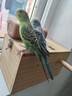 朗繽 鸚鵡活體鳥(niǎo)活物虎皮鸚鵡寵物活鳥(niǎo)玄鳳鸚鵡手養鳥(niǎo)會(huì )說(shuō)話(huà)幼鳥(niǎo)幼崽 綠色虎皮+藍色虎皮（一公一母） 曬單實(shí)拍圖
