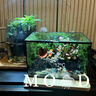 苔蘚微景觀(guān)雨林缸生態(tài)瓶桌面綠植創(chuàng  )意水陸生態(tài)缸植物森林成品造景 洞穴屋成品+燈 曬單實(shí)拍圖