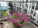 絲塔芙保濕潤膚牛油果乳液 保濕霜 身體乳 溫和 補(bǔ)水 保濕 敏感肌適用 【牛油果油保濕】236ml 曬單實(shí)拍圖