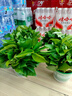 雙盟綠蘿盆栽除甲醛花卉綠植辦公室新房?jī)艋諝?80加侖4盆裝源頭直發(fā) 曬單實(shí)拍圖
