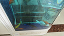 江彩魚(yú)缸屏風(fēng)隔斷玻璃生態(tài)水族箱子彈頭家用客廳圓柱大型屏風(fēng)金魚(yú)缸 1米（顯示屏+放水閥） 曬單實(shí)拍圖
