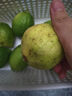 【果園現發(fā)】廣東香水檸檬新鮮一級果應水果無(wú)籽青檸檬奶茶店專(zhuān)用 70-100g 中果【嫩青果】 1斤 曬單實(shí)拍圖
