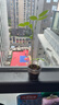 IAM City Farmer向日葵兒童種植盆栽種子學(xué)生植物觀(guān)察窗發(fā)芽生長(cháng)趣味diy植物10033 曬單實(shí)拍圖