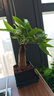 雙盟三盆組合植物九里香椰子發(fā)財樹(shù)室內綠植盆栽好養活源頭直發(fā)  曬單實(shí)拍圖