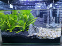 碧水風(fēng)和水族箱魚(yú)缸草缸蝦缸氣泵空氣細化器增氧冒泡氣石迷你低壓氣泡石 迷你細化器（直徑12mm不含氣泵氣管） 曬單實(shí)拍圖