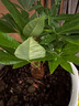 京東綠植發(fā)財樹(shù)盆栽水培桌面綠植物擺件招財單桿辦公室內帶盆花卉源頭直發(fā) 曬單實(shí)拍圖