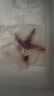 瑪奇樂(lè )（MECHILE）仿真海洋生物玩具鯊魚(yú)海豚?？Ｐ呛ｑR水母皮皮蝦面包蟹動(dòng)物模型 海星 曬單實(shí)拍圖
