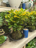 維達（Vinda）有芯卷紙【孫穎莎推薦】棉韌4層140節*30卷 親膚無(wú)刺激衛生紙整箱 曬單實(shí)拍圖