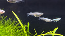 吉印刀鋒s魚(yú)缸燈led燈防水全光譜魚(yú)缸照明燈水草燈小型超白魚(yú)燈96cm 曬單實(shí)拍圖