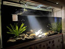 是光魚(yú)缸燈全光譜led燈水族照明專(zhuān)用南美燈巴西龜守宮烏龜曬背燈 瘋狂水樹(shù)葉欖仁葉（5片） 曬單實(shí)拍圖