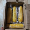 京鮮生 東北黃糯玉米260g*10棒 新鮮甜糯玉米棒真空包裝粘玉米 源頭直發(fā) 曬單實(shí)拍圖