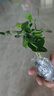 九里香盆栽茉莉花綠植室內驅蚊四季開(kāi)花帶花苞七里香水培盆景植物 【特價(jià)】高約16cm九里香苗6株 九里香 曬單實(shí)拍圖